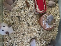 SURİYE HAMSTER İÇİN ULAŞINIZ