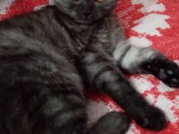 3 aylık dişi british shorthair tuvalet eğitimi vardır