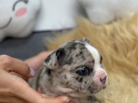 HARİKA ANATOMİYE SAHİP FRENCH BULLDOG YAVRULARIM