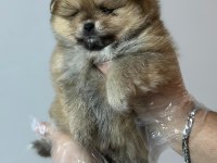 Pomeranian boo