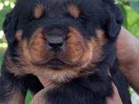 Irk garantili rottweiler yavruları