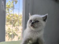 Kedimize çok uyguna vereceğim