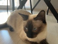 ORJİNAL SİYAM KEDİSİ 6 AYLIK