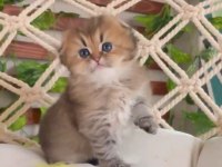 Scottish Fold Longhair Dişi