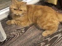 3 yaşında exotic shorthair erkek kedimiz
