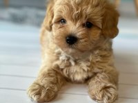 DÜNYA TATLISI F2 MALTİPOO YAVRULARI