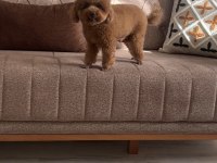 Toy poodle bebekleri