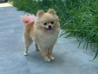 1.5 yaş dişi pomeranian