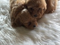 Maltipoo yavru