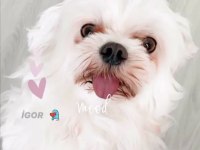 4 aylık sıfır malta terrier dişi