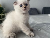 Dişi SCOTTİSH 2 aylık Mavi göz Kırık kulak