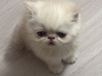 Exotic shorthair cinsi safkan kedimiz