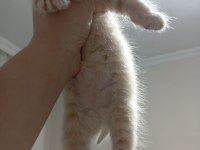 3 Nisan doğumlu erkek british shorthair