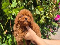Red toy poodle yavrularımız