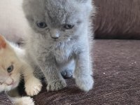 Son yavru scottish fold