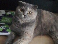 Scottish fold güzeller güzeli kızım