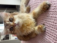 6 aylık golden british longhair