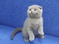 İstanbul içi adrese teslim bulue scottish fold ptırcık