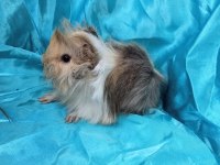 Harika Safkan Peruvian Ginepig Yavrular