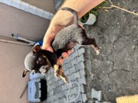 Pinscher yavrularımız