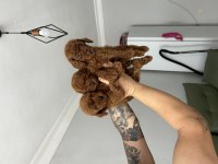 Kore Red Poodle