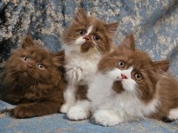 SAFKAN KAHVE CİNNAMON VE CİNNAMON BICOLOR BRİTİSH YAVRULAR