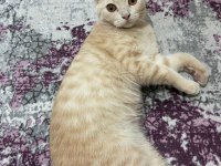 Prensimize yuva arıyoruz british shorthair
