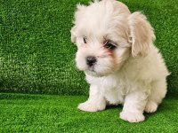 Teacup maltese terrier yavrular