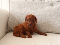 Poodle köpeğimiz yuvaya gitmeye hazırız
