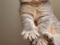 Ev ortamında büyüyen british longhair