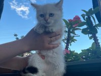 Kuru mama ve tuvalet eğitimli british shorthair