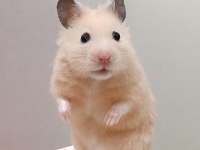 HAMSTER GONZALES YAVRULARIMIZ HERYERE GÖNDERİM