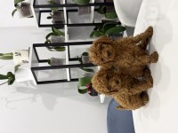 EV ORTAMINDAN TOY POODLE YAVRULAR