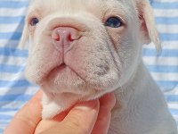 Ankara Exotic french bulldog