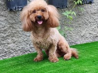 3 Yaşında Tecrübeli Erkek Toy Poodle