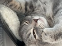 Pişu British Shorthair Kızımız