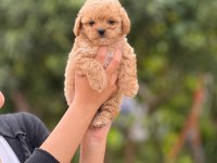 Çok Sağlıklı Malıtpoo Bebekler