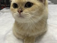 Yavru kedi sahiplendirme british shorthair