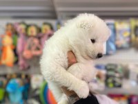 SAFKAN SAMOYED YAVRULARI