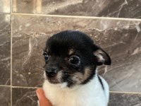 Chihuahua yavru köpeğimiz