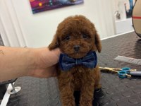Kore Kan Irk Ve Sağlık Garantili Erkek Yavru Poodle