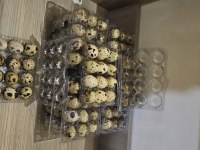 Kuluçkalık bıldırcın yumurtası