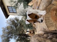 Çift maskeli Safkan jack russell