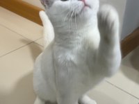 British Shorthair 1 yaşında