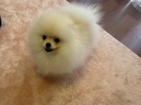 Çok güzel pamuk dişi pomeranian