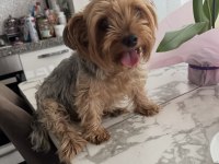 Köpeğimiz için lütfen açıklama okuyun