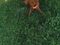 3 Aylık Toy Poodle