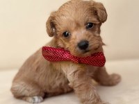 Antialerjenik Maltipoo Bebekler