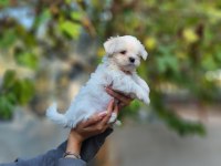 Korea Maltese Yavrularımız
