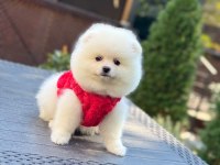 Sağlık Ve Irk Garantili Pomeranian